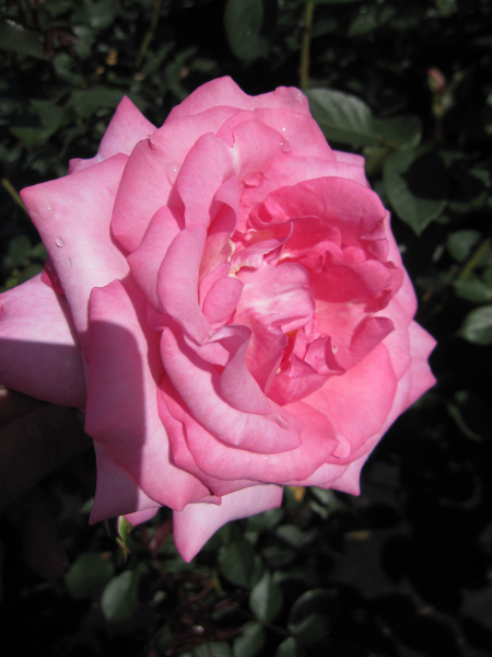 Edelrose Eliza